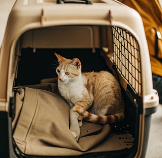 A tabby cat resting inside a well-ventilated carrier