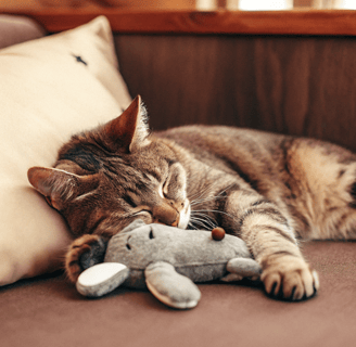 A contented cat playing with a small plush toy filled with catnip.