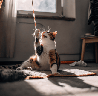 a cat is playing with a string of yarn