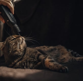 A cat enjoying being brushed with a grooming tool.