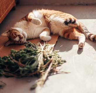 A contented cat lying next to catnip leaves and toys.