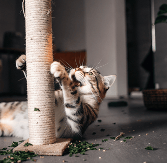A cat using a scratching post infused with catnip.