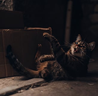  A cat happily scratching the side of a cardboard box.