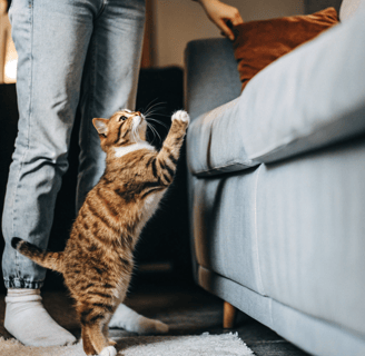 A cat hesitating to jump onto a couch.