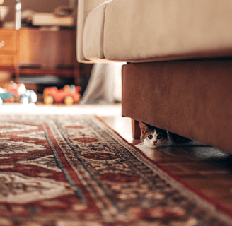 A cat hiding under a couch or appearing unusually quiet.