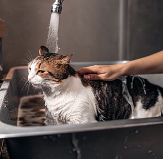 A calm cat being bathed in lukewarm water using pet-safe shampoo.