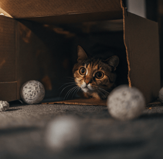 A playful cat exploring a DIY cardboard box setup.
