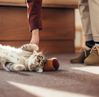 A relaxed cat cuddling and playing with a stuffed toy filled with catnip.