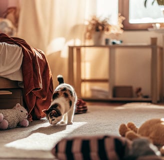 A cat safely exploring a room with no hazards.