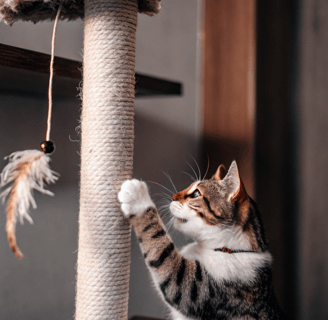 A tabby cat using a scratching post while playing with a hanging feather.