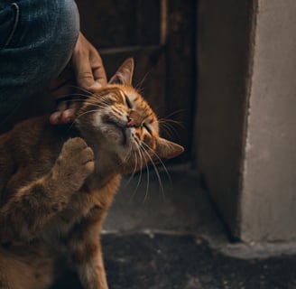 A cat scratching its ear, possibly indicating an issue like ear mites.