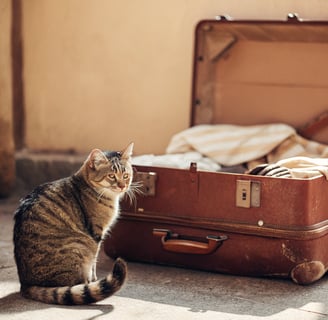 A curious cat next to a travel bag, ready for a trip