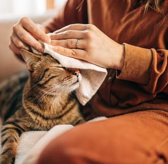 A cat sitting calmly while its owner gently wipes its eyes with a soft cloth.