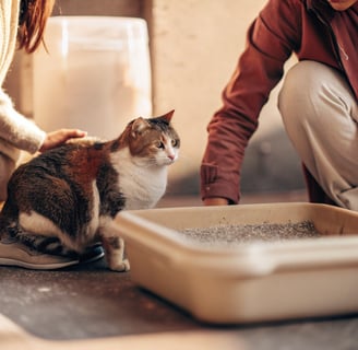 A cat sitting near a litter box with a person observing it closely.