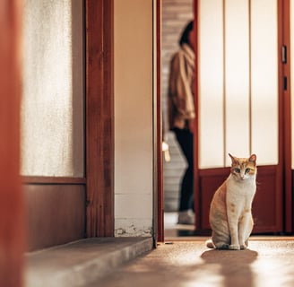 An older cat showing signs of arthritis by sitting uncomfortably.