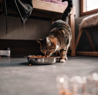 A blind cat locating its food bowl by scent