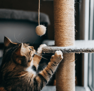 A tabby cat scratching a post while playing with a hanging toy.