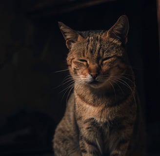 A cat with half-closed eyes, giving a slow blink to show affection.