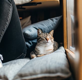 A blind cat with cloudy eyes resting on a comfortable cushion.