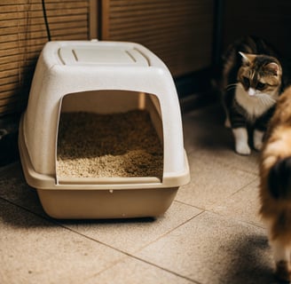a cat is standing next to a cat in a litter can