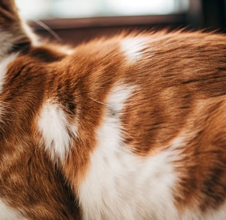 A close-up of a cat’s coat with visible changes such as bald patches.