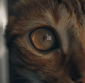A close-up of a cat’s eye with visible yellowing in the sclera (the white part).