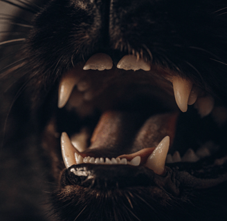 A close-up of a cat’s gums, with side-by-side examples of healthy pink gums and pale gums indicating
