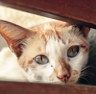 A cat with clear eyes and clean ears, looking alert and healthy.