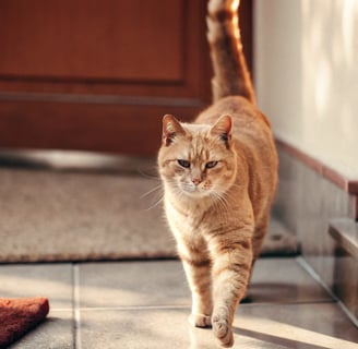 A confident cat walking with its tail held high.