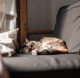 Content and healthy cat resting on a couch.
