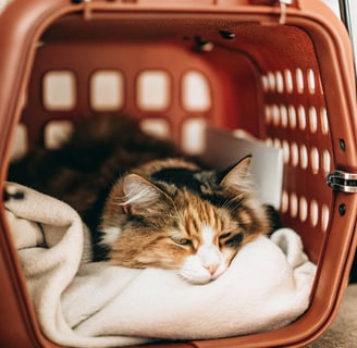 A tabby cat resting inside a well-ventilated carrier