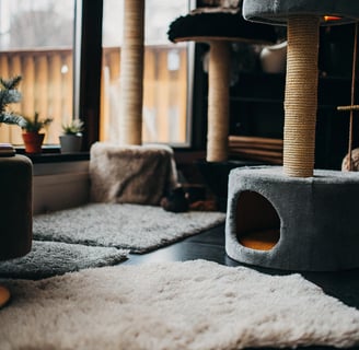 A safe environment designed for a blind cat with rugs and soft furniture.