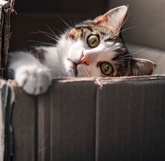 A curious cat looking out from the safety of a cardboard box.