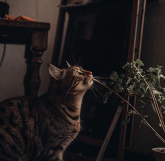 A gray cat sniffing a green catnip plant in a small pot.