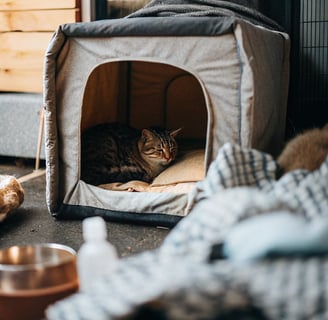 A stray cat peeking out from a well-built winter shelter