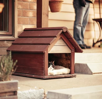 A hidden outdoor cat shelter under a raised deck for protection