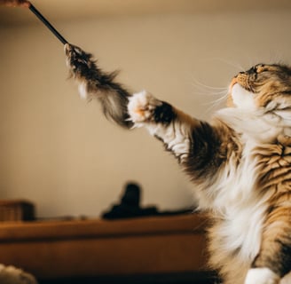 a cat is playing with a toy on a bed
