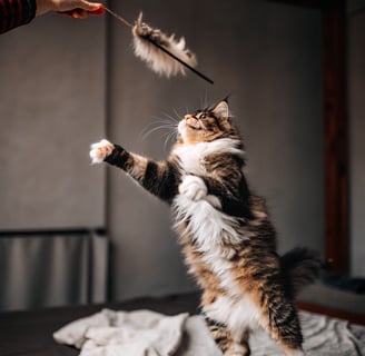 A playful cat jumping to grab a feathered wand toy during playtime.