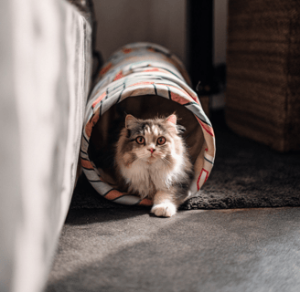 A fluffy cat looking out from a colorful cat tunnel during playtime.