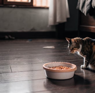 A food bowl left untouched, with a visibly thinner cat nearby.