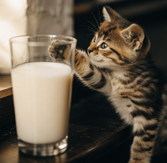 Regular milk can upset a cat's stomach.