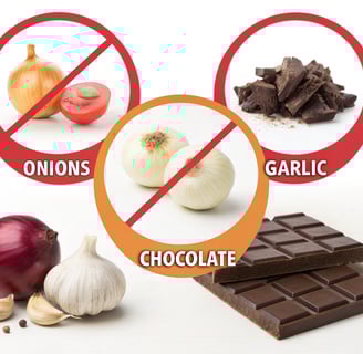 Common foods toxic to cats, including chocolate and grapes.