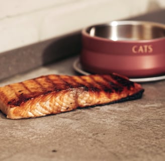 A grilled salmon fillet prepared for a cat’s special treat.