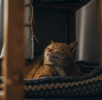 A content and well-managed diabetic cat relaxing on a couch