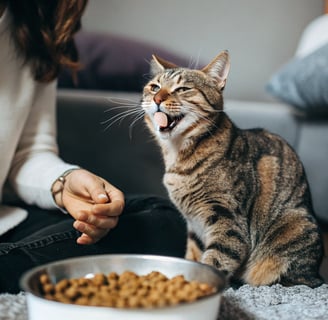 A happy cat enjoying grain-free food, showing a glossy coat.