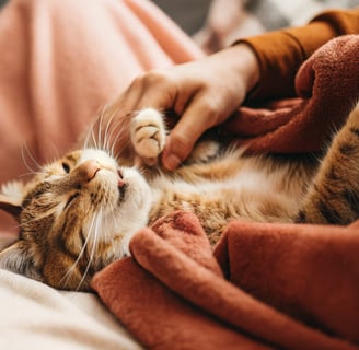 A happy cat kneading a cozy blanket with its front paws.