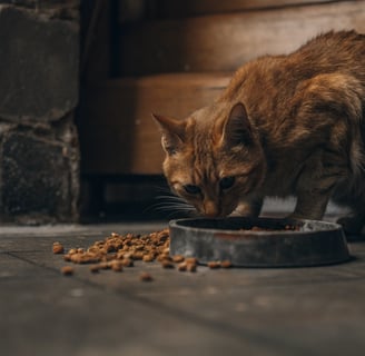 A healthy, shiny-coated cat eating grain-free food.