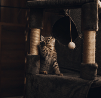 A kitten playing with a dangling toy on a tall cat tree.