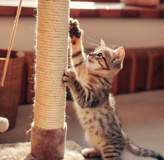 A kitten scratching a vertical scratching post with enthusiasm.