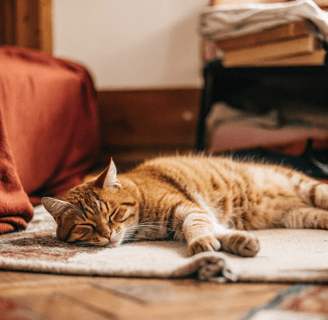 A lethargic cat lying down, looking tired and uninterested.